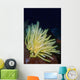 Bennett's Feather Star Lembeh Wall Decal
