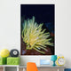Bennett's Feather Star Lembeh Wall Decal
