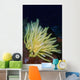 Bennett's Feather Star Lembeh Wall Decal