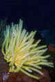 Bennett's Feather Star Lembeh Wall Decal