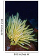 Bennett's Feather Star Lembeh Wall Decal