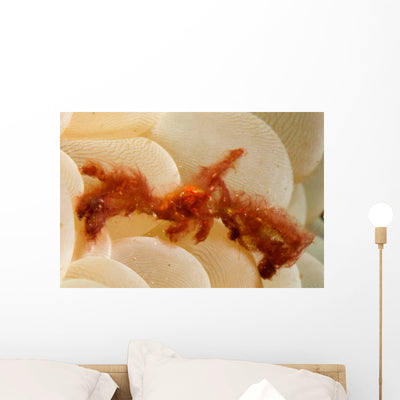 Orangutan Crab Covered with Wall Decal shown on a wall