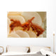 Orangutan Crab Covered with Wall Decal