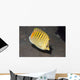Spot-banded Butterflyfish Lembeh Strait Wall Decal