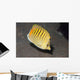 Spot-banded Butterflyfish Lembeh Strait Wall Decal