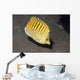 Spot-banded Butterflyfish Lembeh Strait Wall Decal