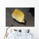 Spot-banded Butterflyfish Lembeh Strait Wall Decal