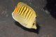 Spot-banded Butterflyfish Lembeh Strait Wall Decal