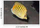 Spot-banded Butterflyfish Lembeh Strait Wall Decal