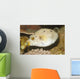 Blackspotted Puffer Arothron Nigropunctatus Wall Decal Design 2