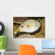 Blackspotted Puffer Arothron Nigropunctatus Wall Decal Design 2