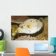 Blackspotted Puffer Arothron Nigropunctatus Wall Decal Design 2