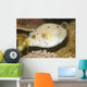Blackspotted Puffer Arothron Nigropunctatus Wall Decal Design 2
