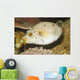 Blackspotted Puffer Arothron Nigropunctatus Wall Decal Design 2