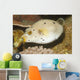 Blackspotted Puffer Arothron Nigropunctatus Wall Decal Design 2