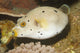 Blackspotted Puffer Arothron Nigropunctatus Wall Decal Design 2