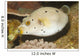 Blackspotted Puffer Arothron Nigropunctatus Wall Decal Design 2