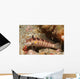 Blackfin Sandperch Parapercis Snyderi Wall Decal