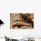 Blackfin Sandperch Parapercis Snyderi Wall Decal