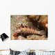 Blackfin Sandperch Parapercis Snyderi Wall Decal