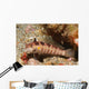 Blackfin Sandperch Parapercis Snyderi Wall Decal