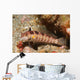 Blackfin Sandperch Parapercis Snyderi Wall Decal