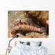 Blackfin Sandperch Parapercis Snyderi Wall Decal
