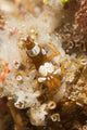 Squat Shrimp Thor Amboinensis Wall Decal