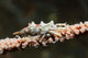 Wire Coral Crab Black Wall Decal