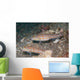 Pair Orange-dashed Gobies Valenciennes Wall Decal