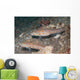 Pair Orange-dashed Gobies Valenciennes Wall Decal