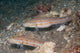 Pair Orange-dashed Gobies Valenciennes Wall Decal