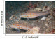 Pair Orange-dashed Gobies Valenciennes Wall Decal
