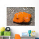 Juvenile Star Puffer Arothron Wall Decal