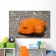 Juvenile Star Puffer Arothron Wall Decal