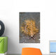Blue Dragon Nudibranch Pteraeolidia Wall Decal
