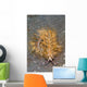 Blue Dragon Nudibranch Pteraeolidia Wall Decal
