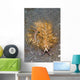 Blue Dragon Nudibranch Pteraeolidia Wall Decal
