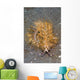Blue Dragon Nudibranch Pteraeolidia Wall Decal