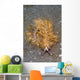 Blue Dragon Nudibranch Pteraeolidia Wall Decal