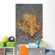 Blue Dragon Nudibranch Pteraeolidia Wall Decal