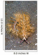 Blue Dragon Nudibranch Pteraeolidia Wall Decal