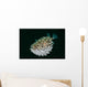 Spotted Burrfish Puffs Itself Wall Decal