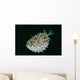 Spotted Burrfish Puffs Itself Wall Decal