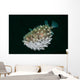 Spotted Burrfish Puffs Itself Wall Decal