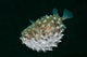 Spotted Burrfish Puffs Itself Wall Decal