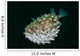 Spotted Burrfish Puffs Itself Wall Decal