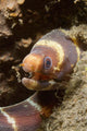 Close-up Young Barred Moray Wall Decal