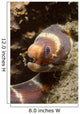 Close-up Young Barred Moray Wall Decal