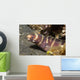 Small Adult Barred Moray Wall Decal